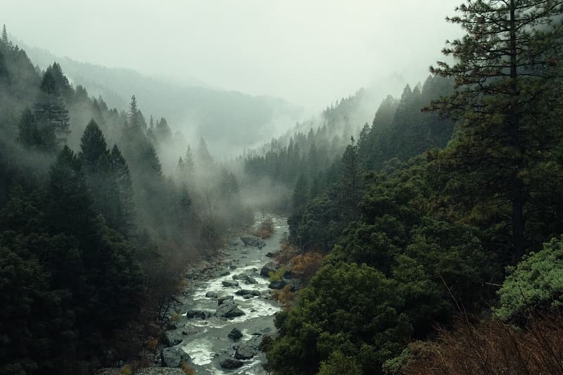 river with evergreens