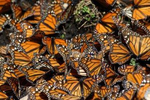 Monarch Butterflies overwintering